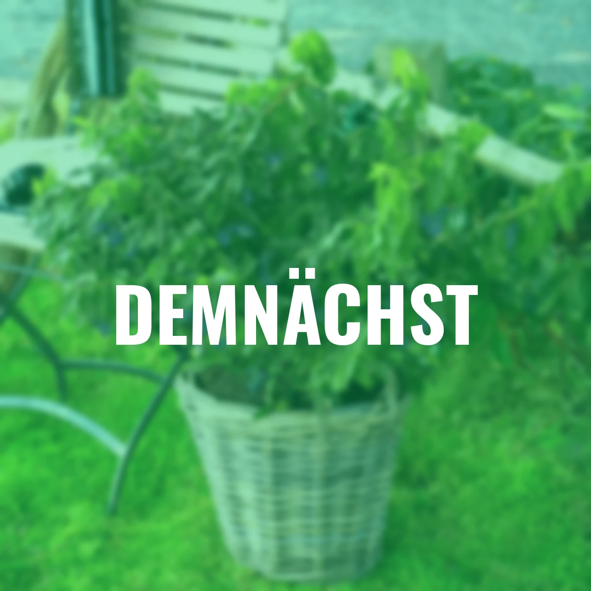 Vier-Monats-Heidelbeere Lucky Berry®