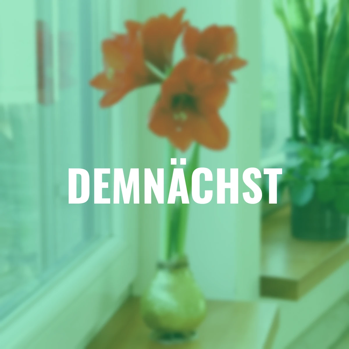 Amaryllis Wax, Touch of Magic Gold