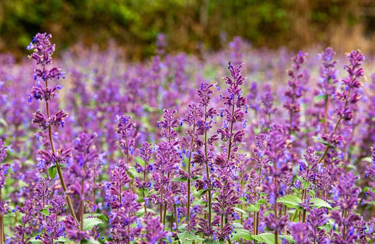 Traubige Katzenminze Grog
