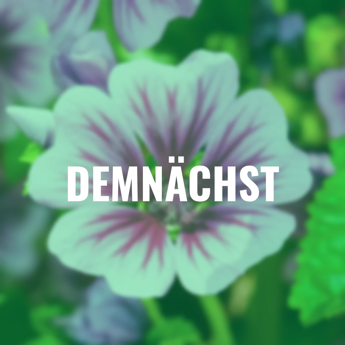 Maharadscha-Malve Zebrina