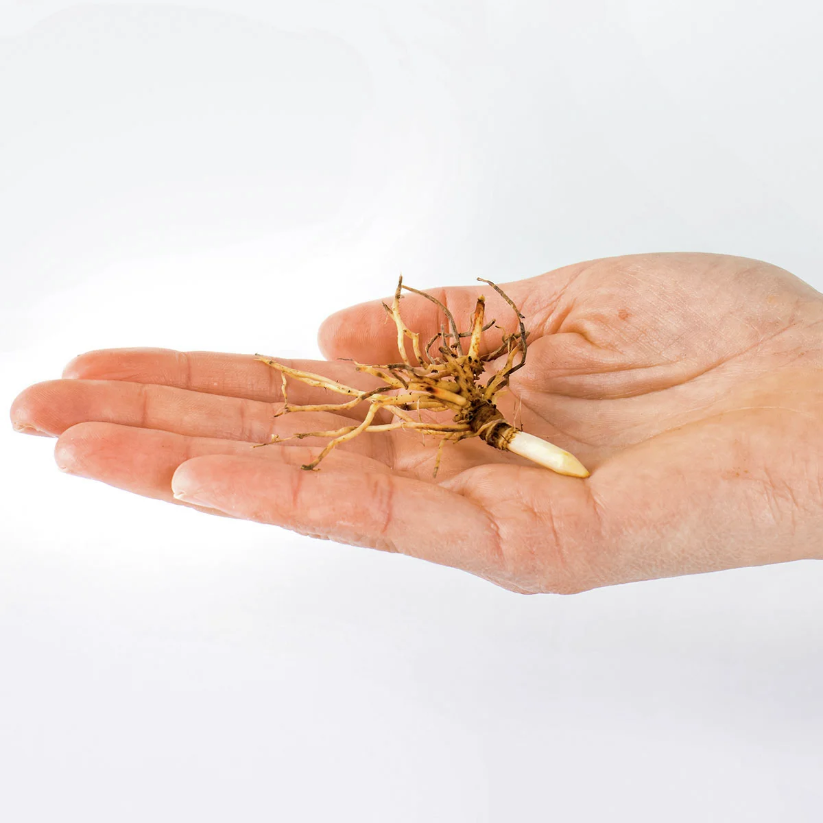 Maiglöckchen, weiß