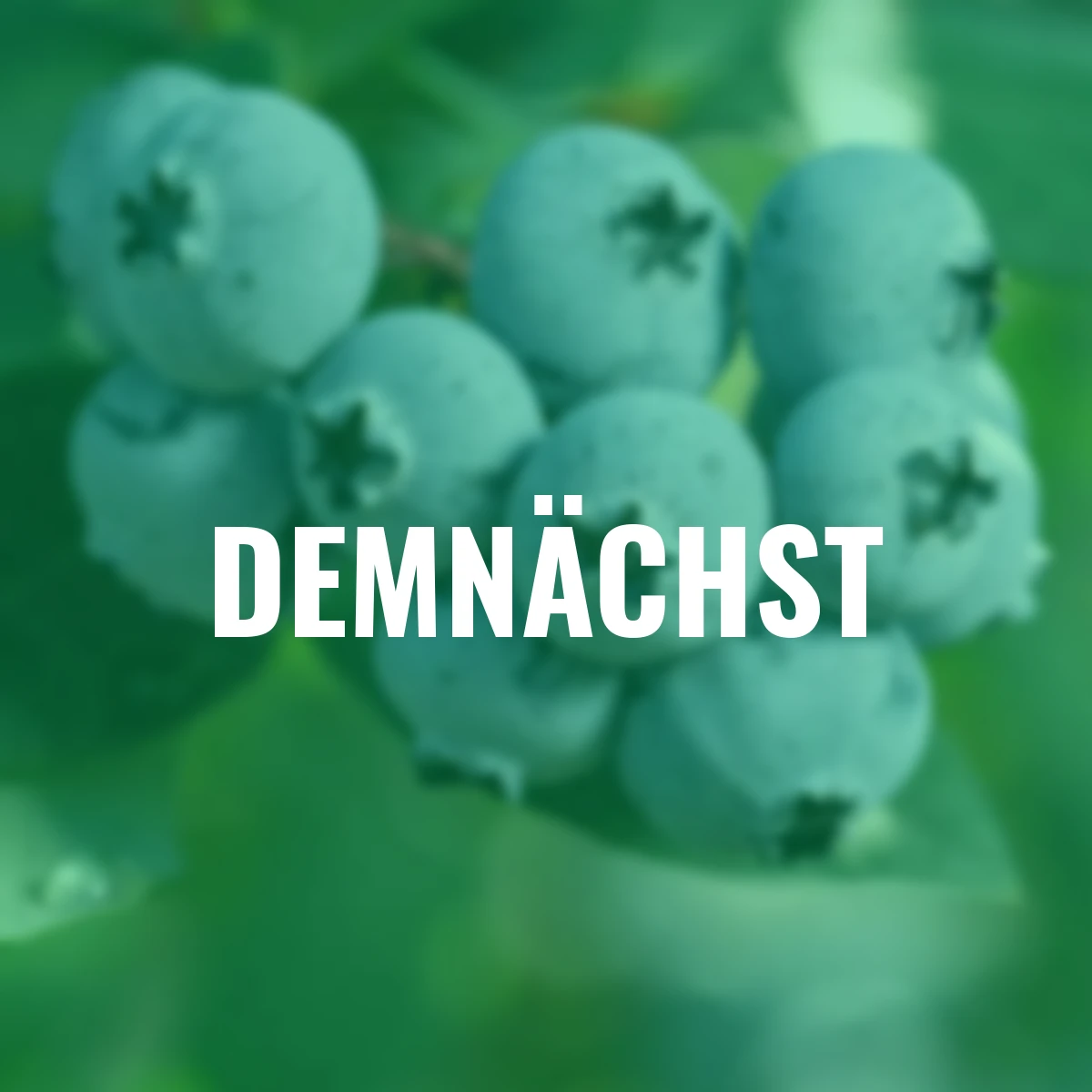 Heidelbeere Sunshine Blue