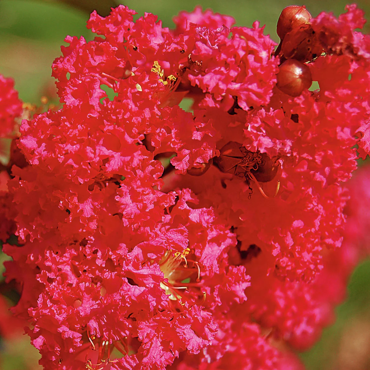 IndianerFlieder® Tuscarora®