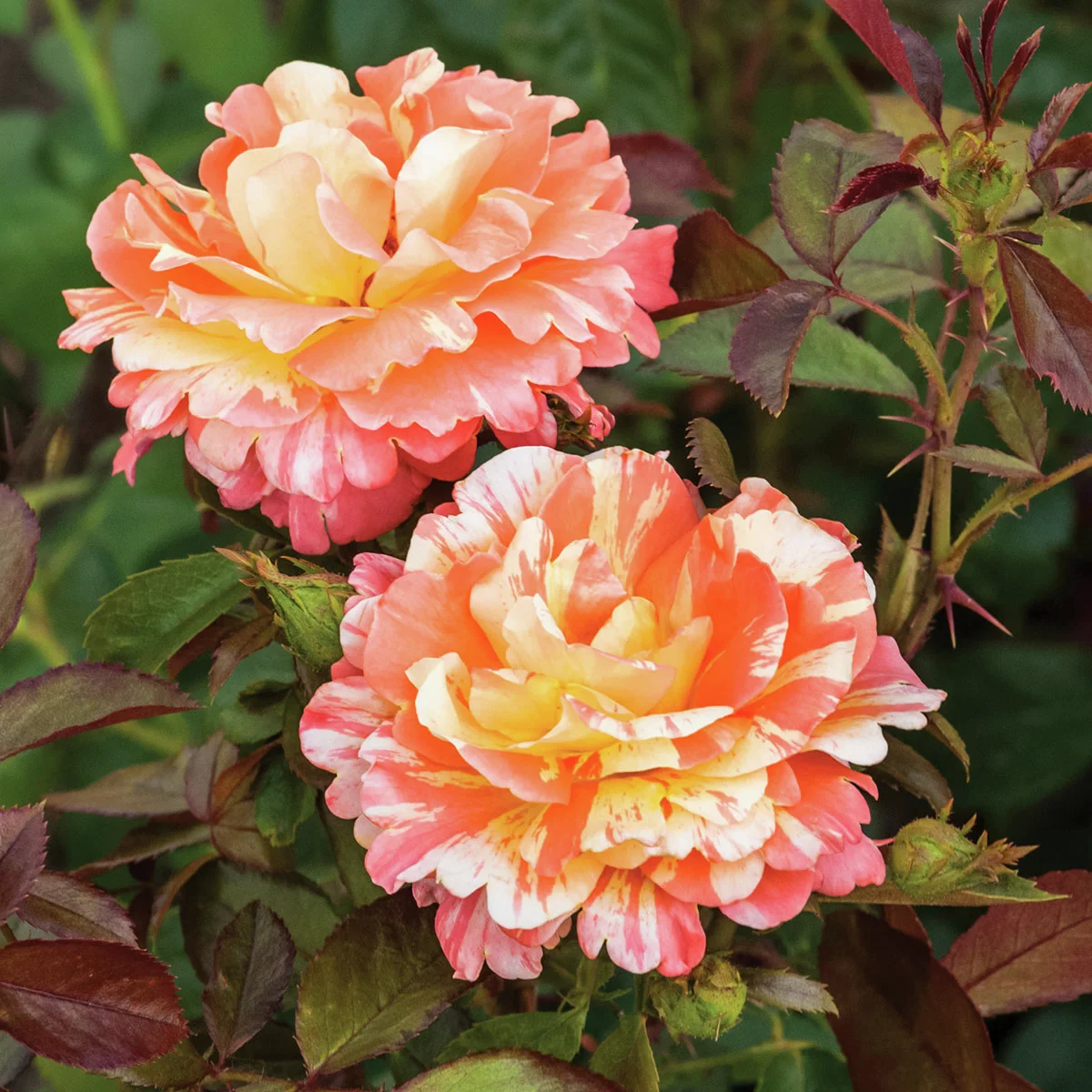 Beetrose Vizantina Freska, wurzelverpackt