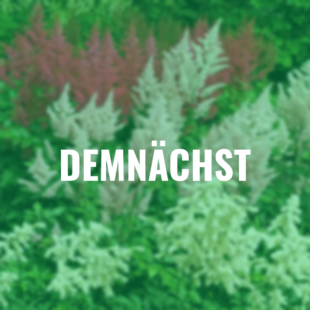 Stauden-Set Lieblings-Prachtspieren