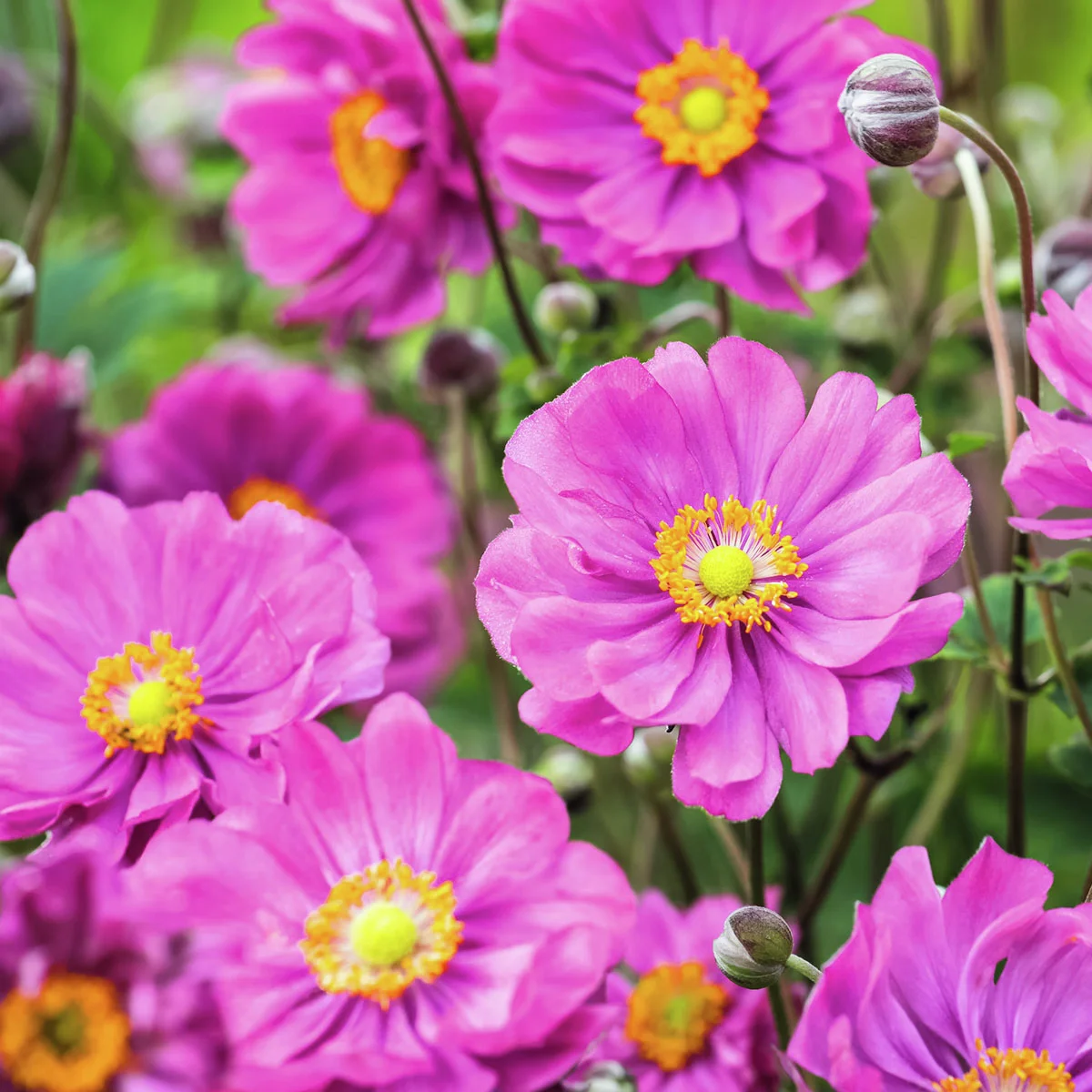 Gefüllte Herbstanemone