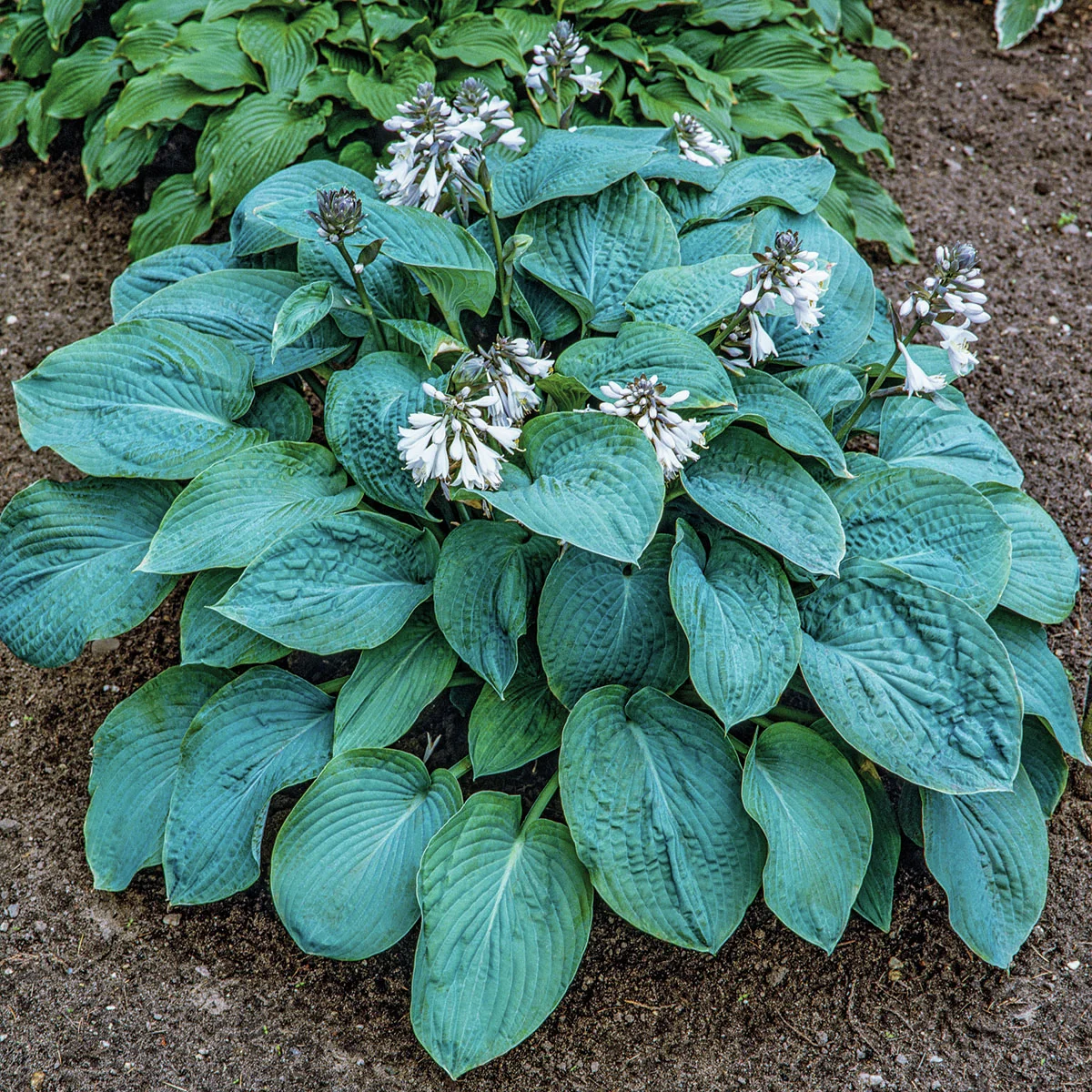 Blaublatt-Funkie Elegans