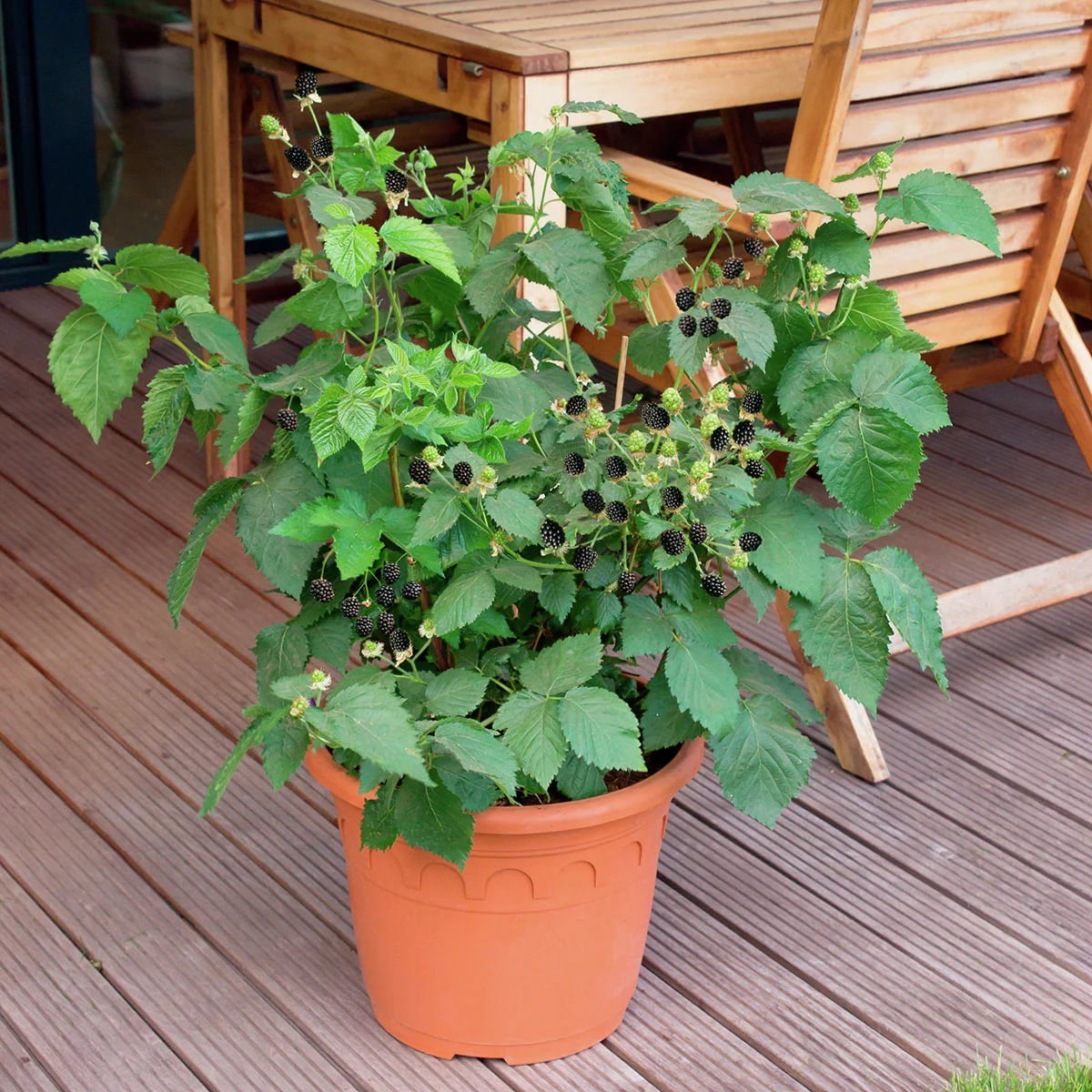 Zwerg-Brombeere Lowberry® Little Black Prince®