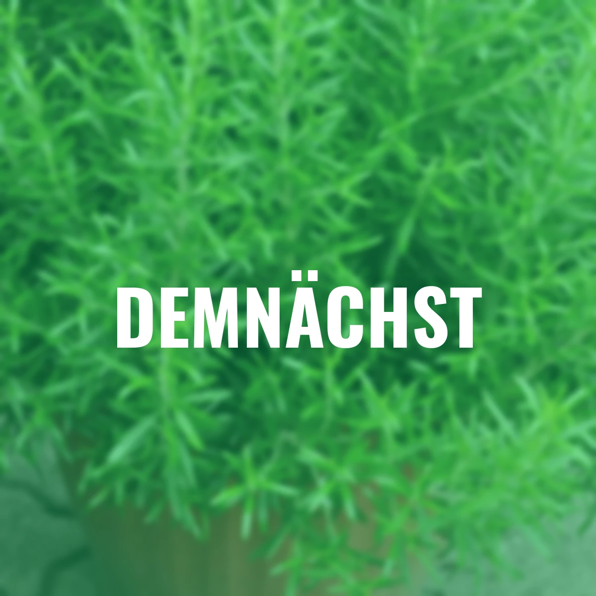 Kräuterpflanze Gourmet-Rosmarin Abraxas