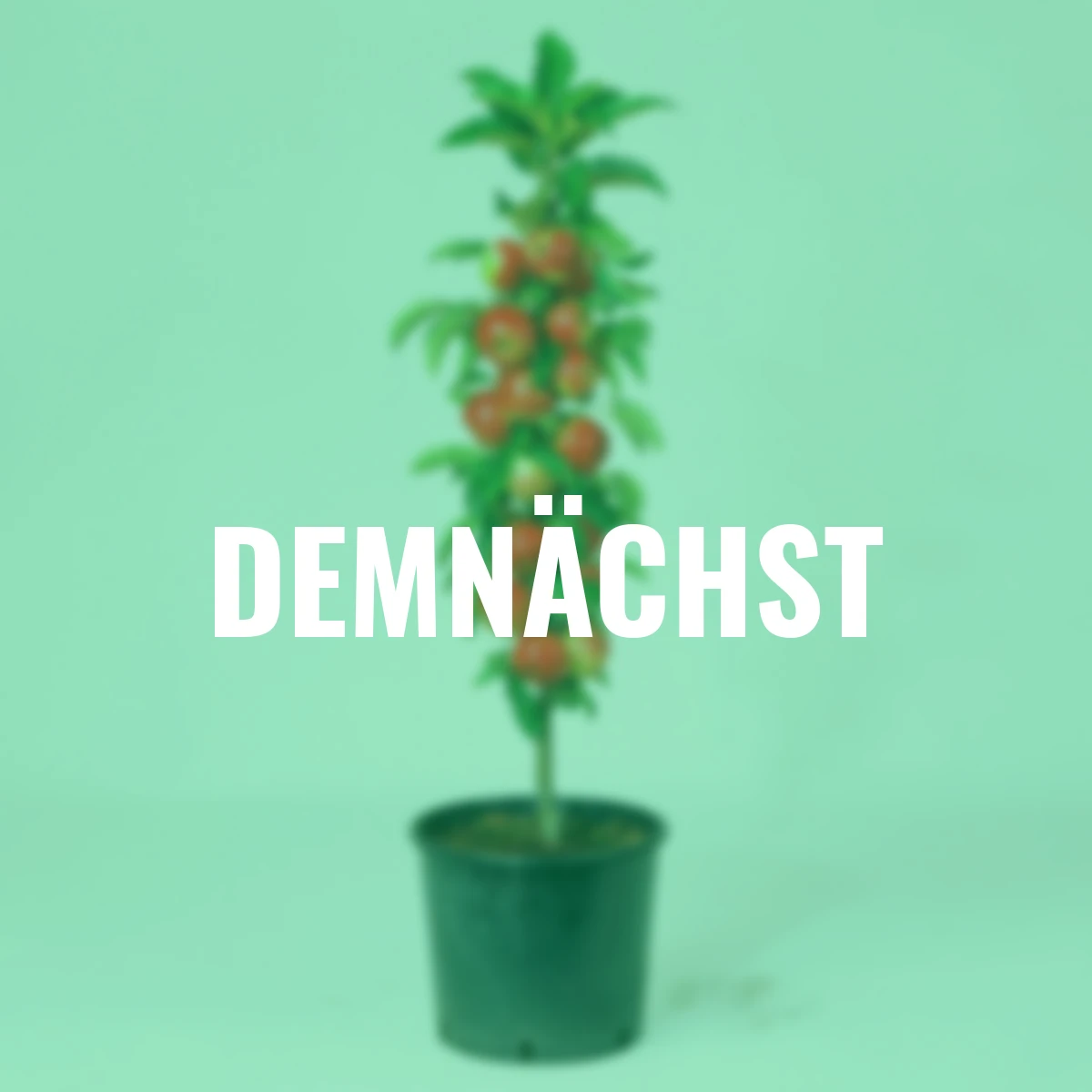 Säulen-Apfel Sonate®