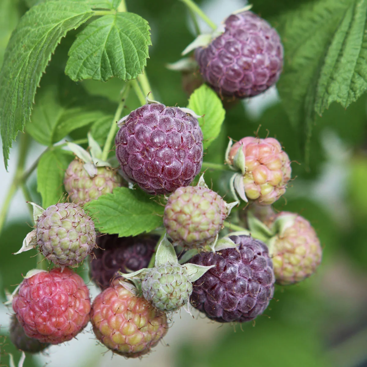 Dornenlose Himbeer-Brombeer Glen Coe