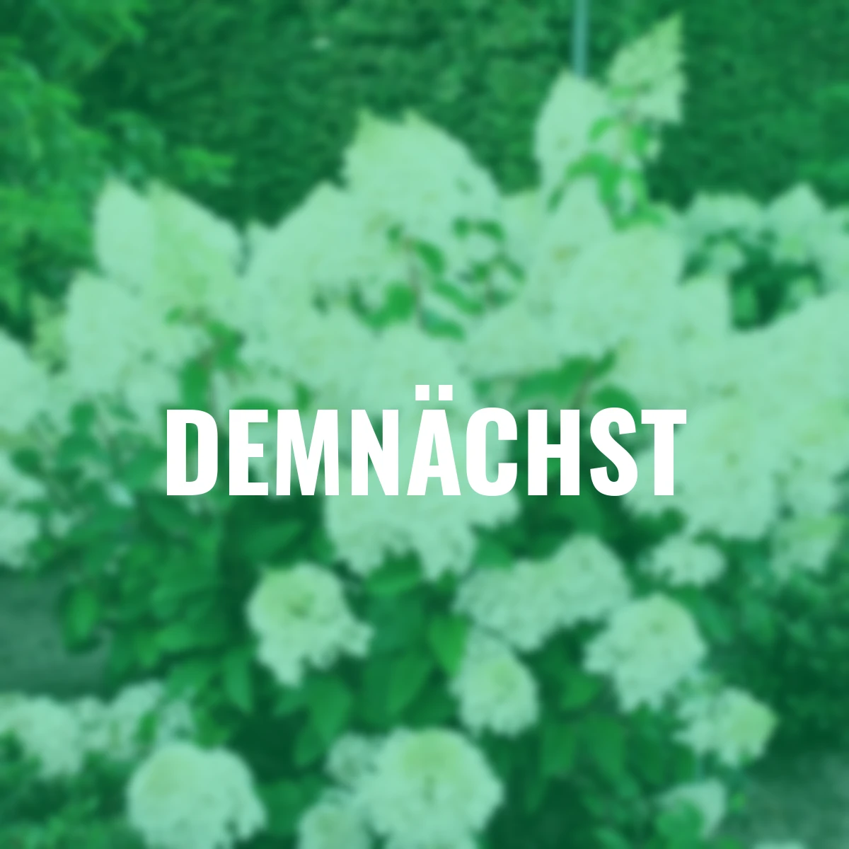 Rispenhortensie Bobo