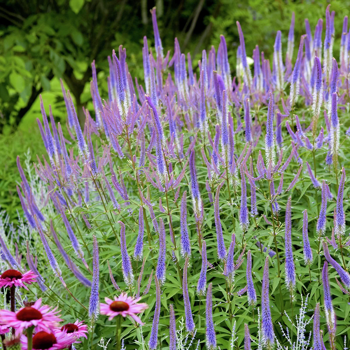 Kandelaber-Garten-Ehrenpreis Fascination