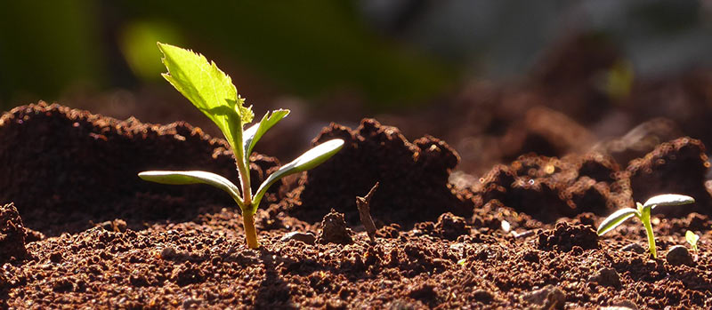 Gesunder Gartenboden – die Grundlage für üppige Pflanzenpracht