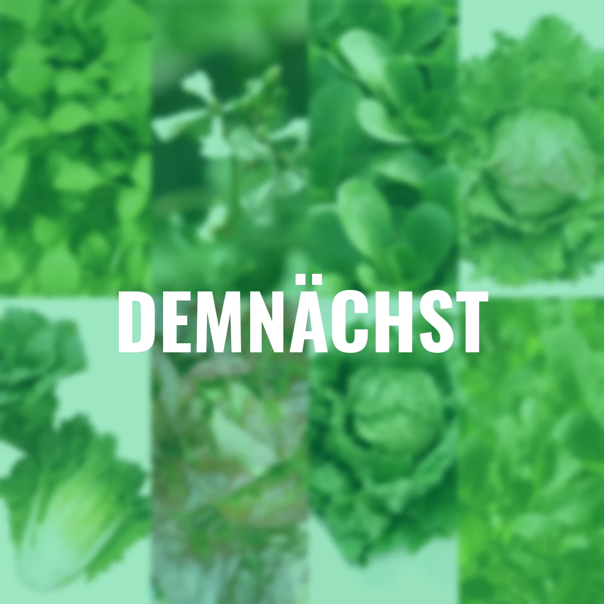 Saatgut-Holzbox Salatvielfalt, 7 Saatgut-Sorten