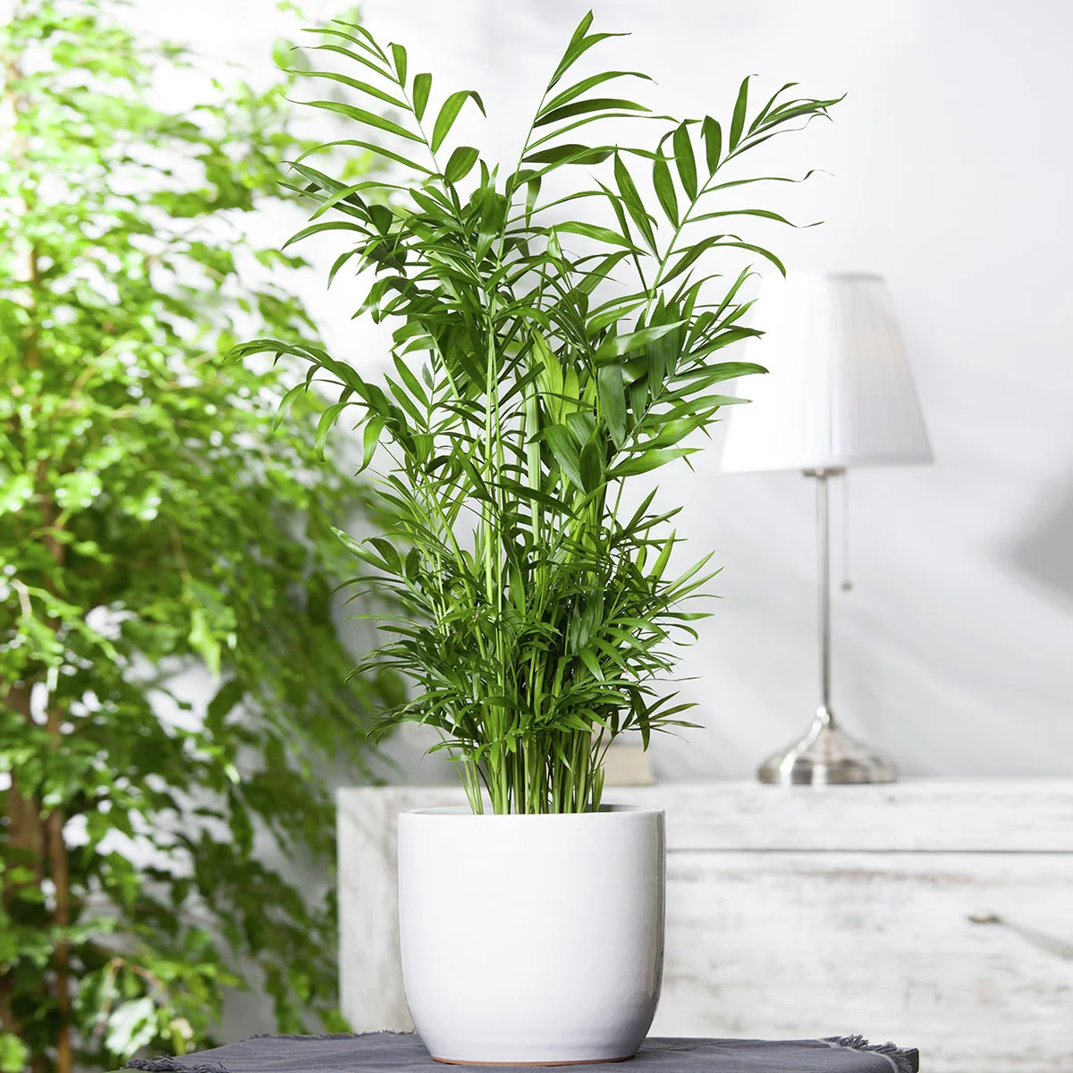 Bergpalme, im ca. 12 cm-Topf, Höhe ca. 30-40 cm