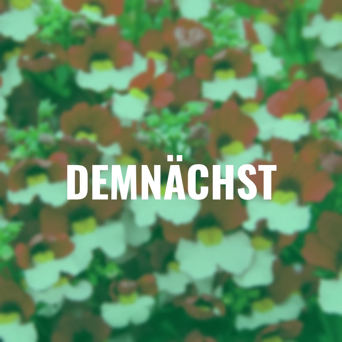 Elfenspiegel, weiß-rot, Sunsatia Cherry on Ice