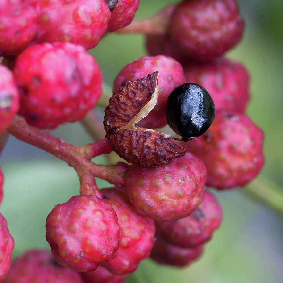 Täuschende Stachelesche