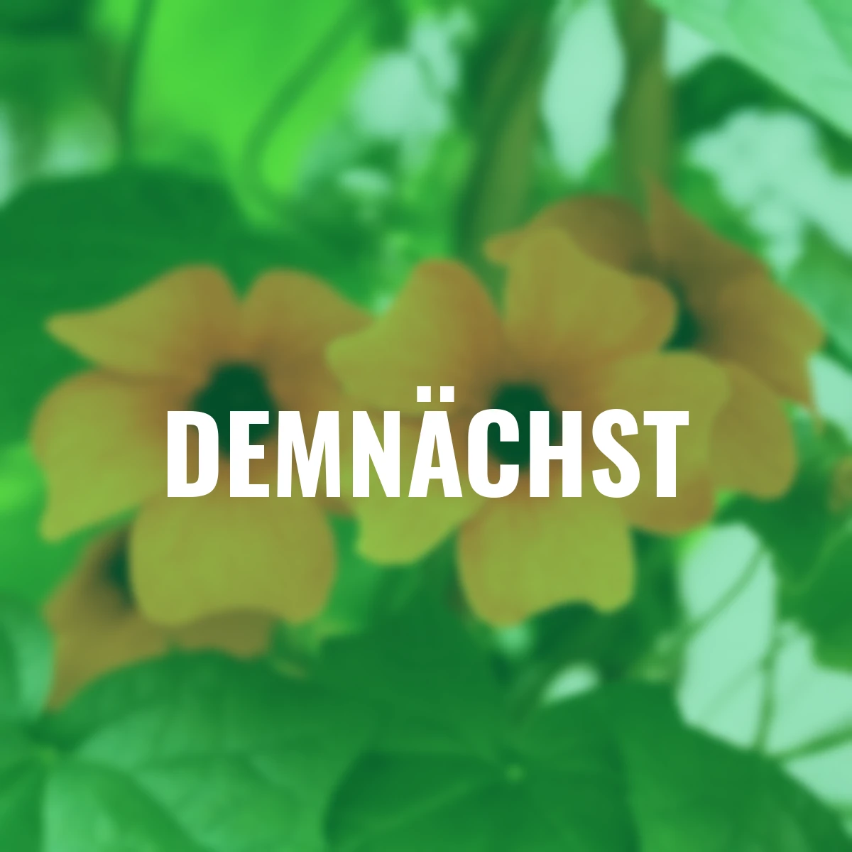 Set Schwarzäugige Susanne, rot-gelb-orange