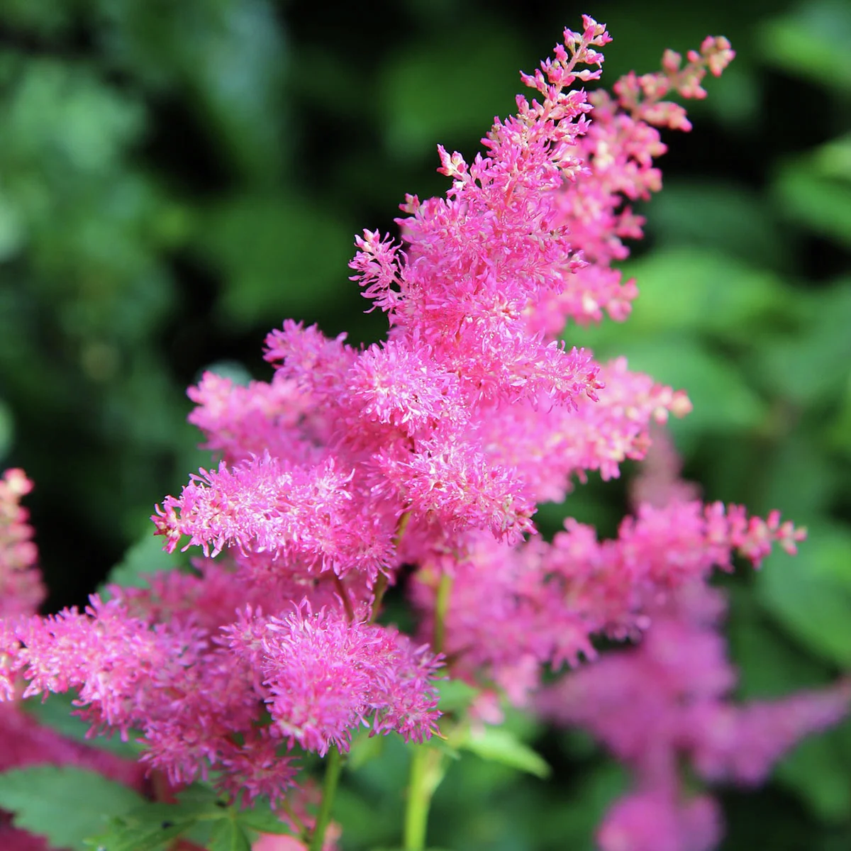 Prachtspiere Astary Rose