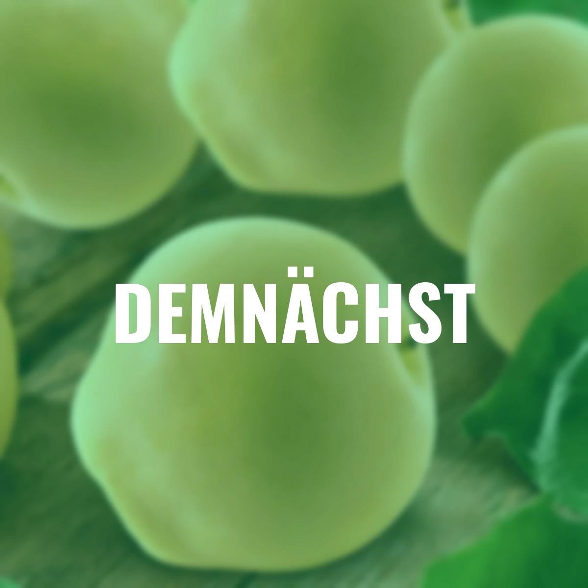 Säulen-Nashi Prosuccoso