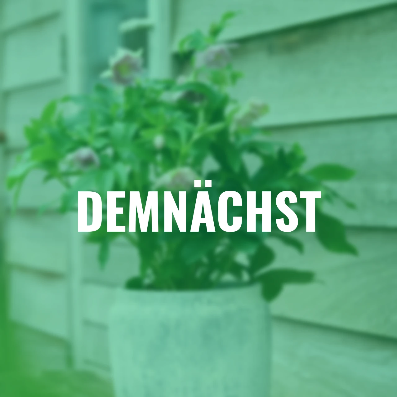 Lenzrose ViV Alessia, Höhe ca. 20-25 cm