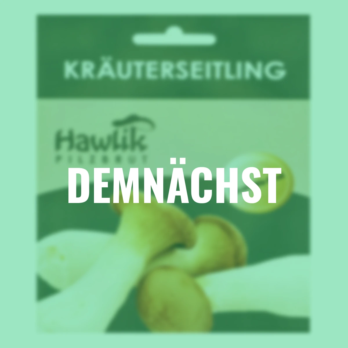 Dübel-Pilzkultur Kräuterseitling