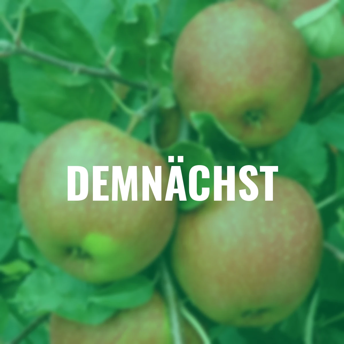 Apfel Roter Boskoop, im ca. 23 cm-Topf