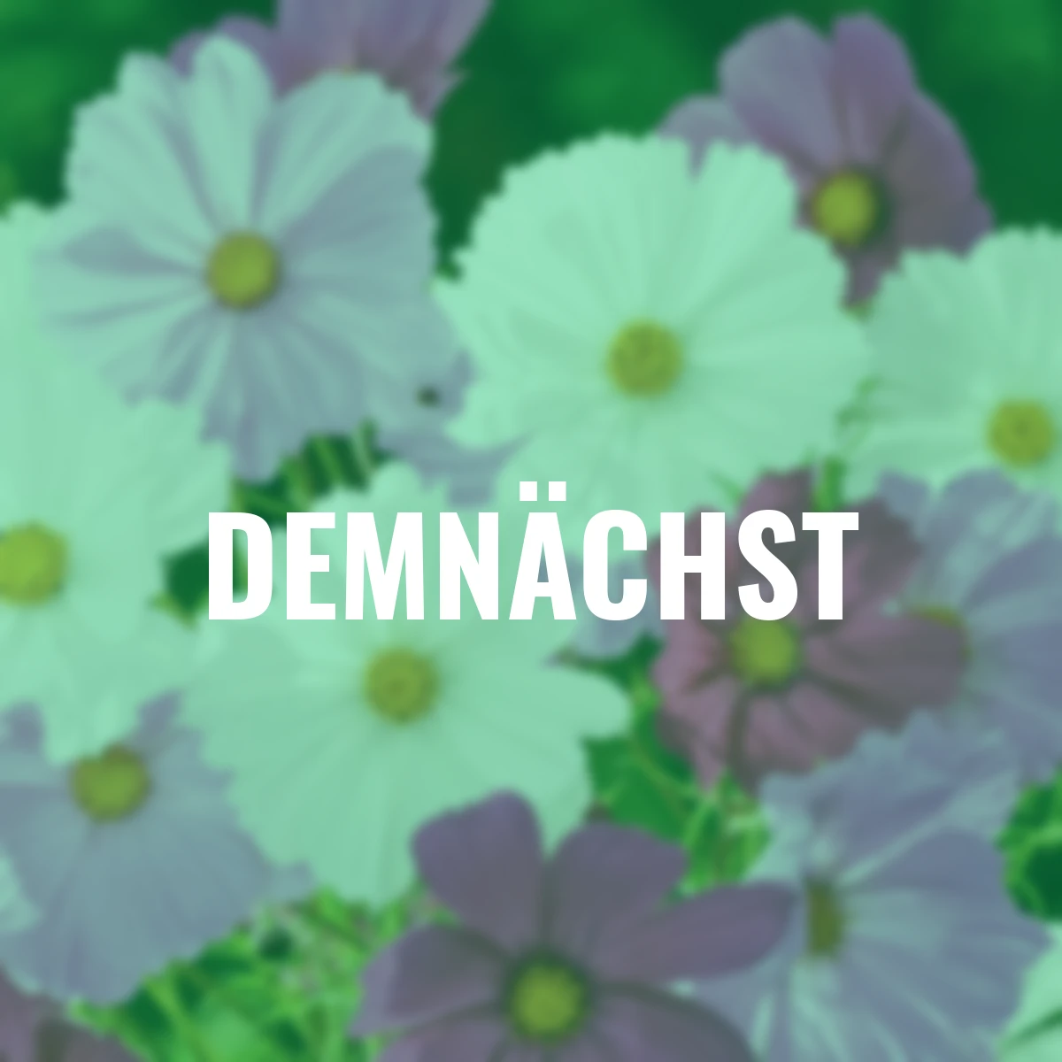 Schmuckkörbchensamen Sensations-Mischung