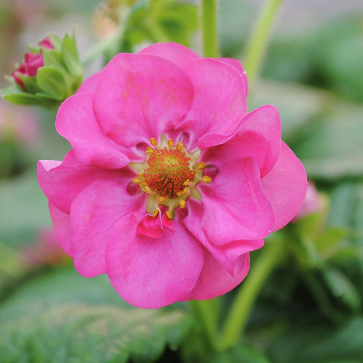 Balkon-Erdbeere, rosablütig