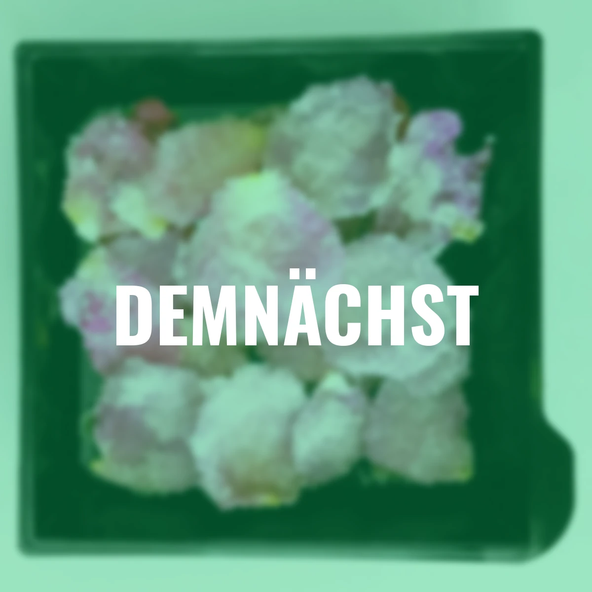 Essbare Culinaric Rose, rosa-apricot