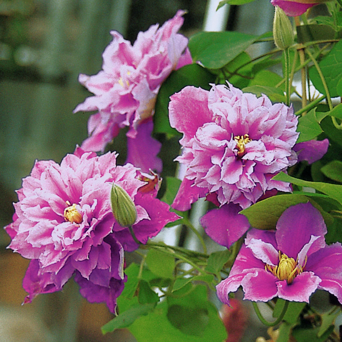 Clematis Piilu