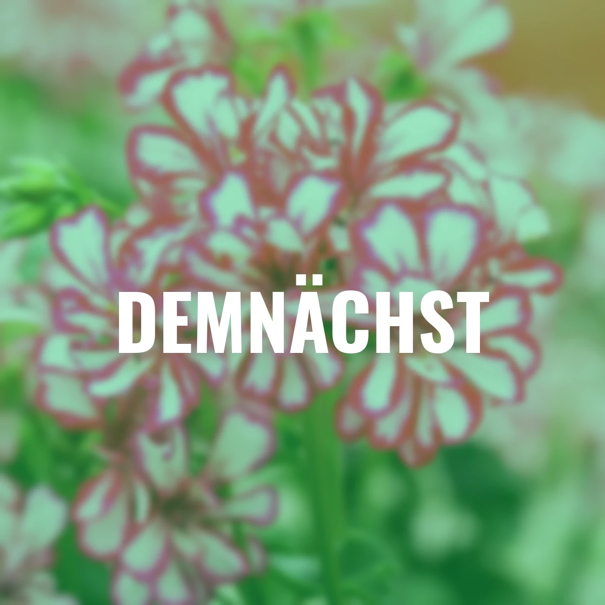 Hänge-Geranie, rot-weiß