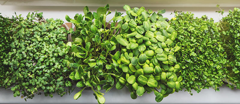 Junge Pflänzchen auf der Fensterbank beim Vorziehen