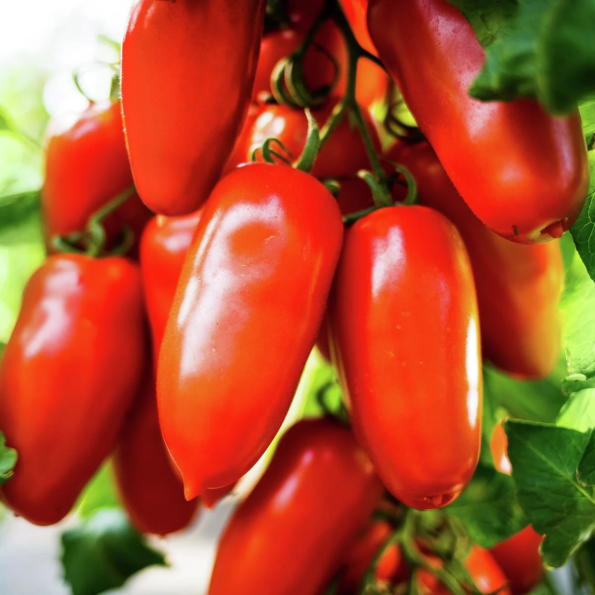 Tomatenpflanze Flaschentomate San Marzano, veredelt