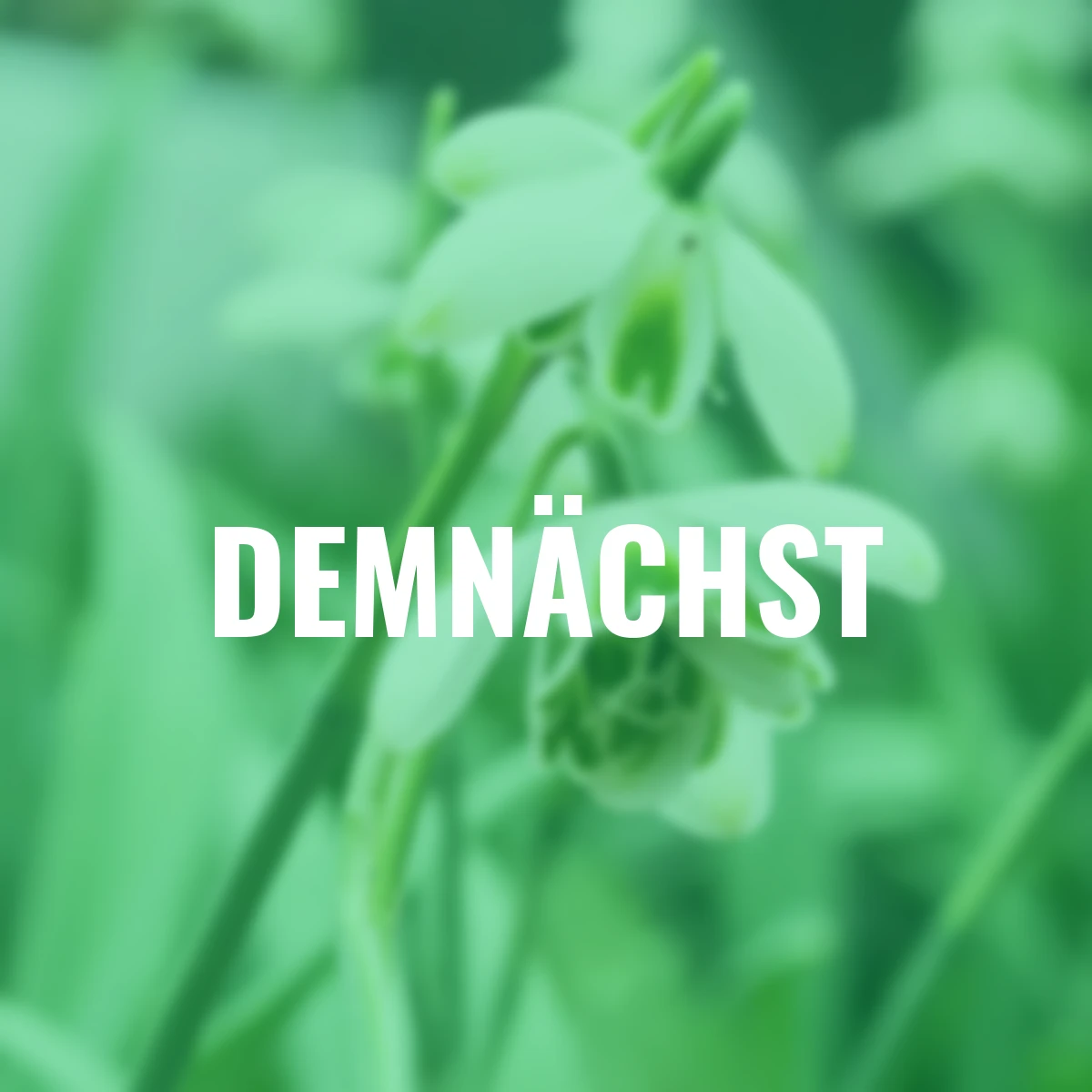 Schneeglöckchen Hippolyta, gefüllt