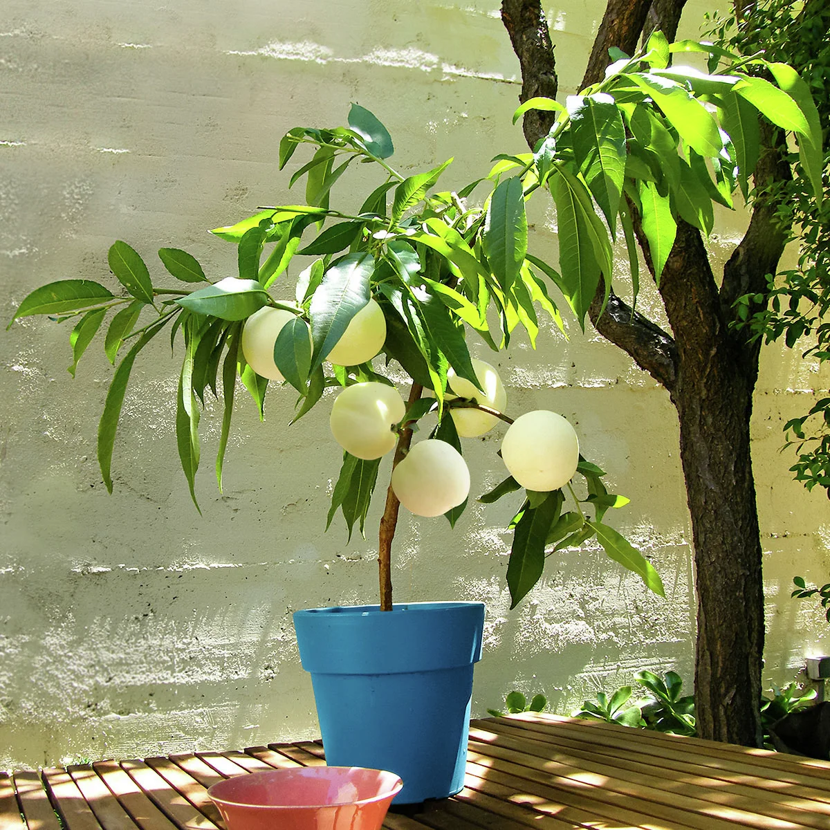 Weißer Pfirsich Fruit Me® Icepeach®