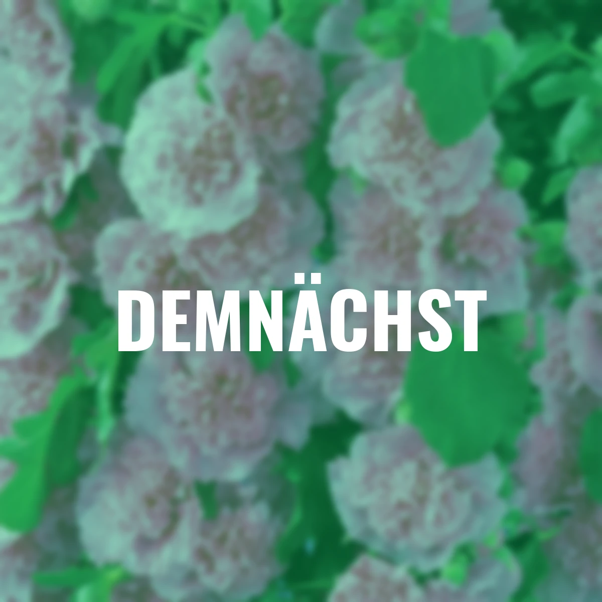 Gefüllte Stockrose, rosa