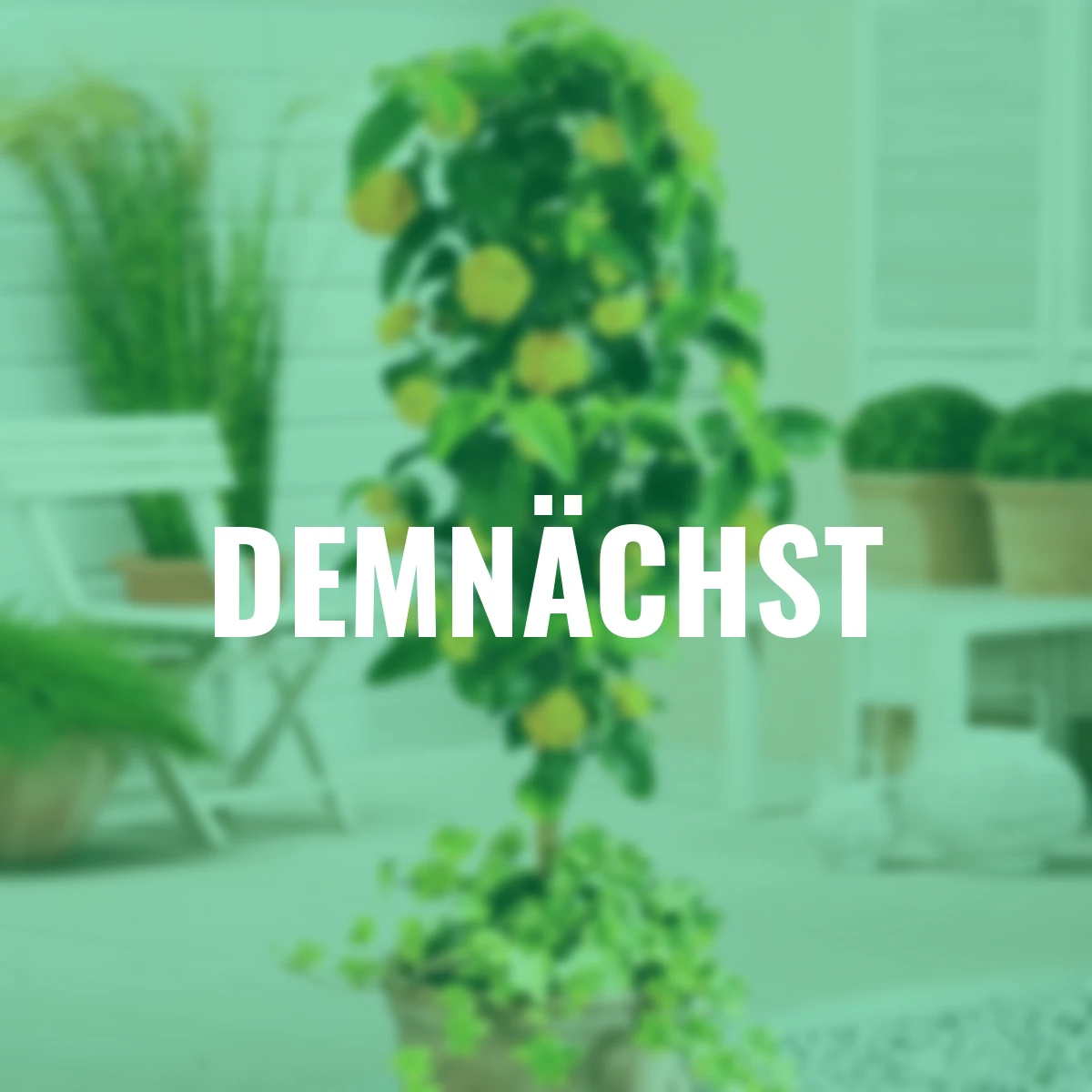 Wandelröschen-Stämmchen, gelb