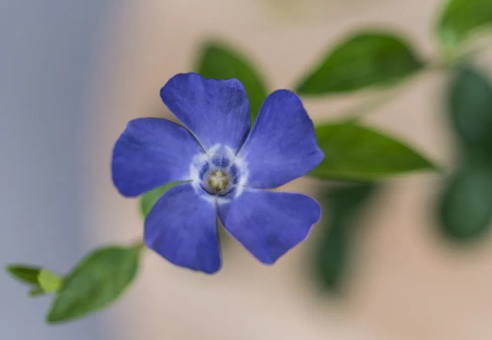 Jungfernkraut Bowles