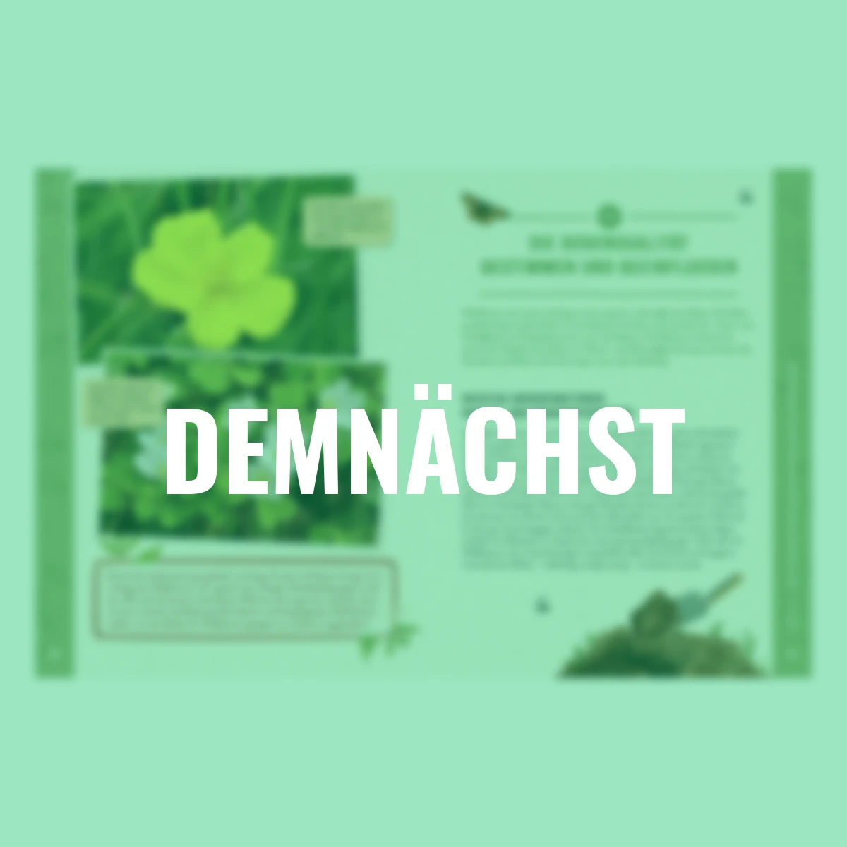 Die Insektenwiese: So summt & brummt es garantiert!