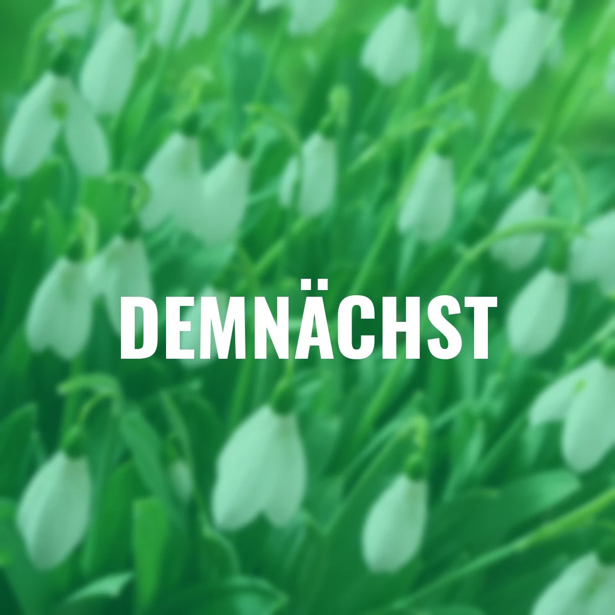 Riesen-Schneeglöckchen Mount Everest