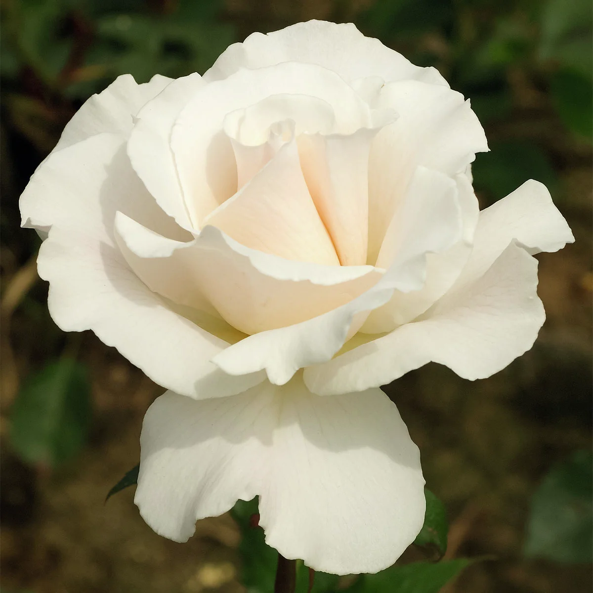 Weißer Rosen-Stamm, Höhe ca. 50 cm