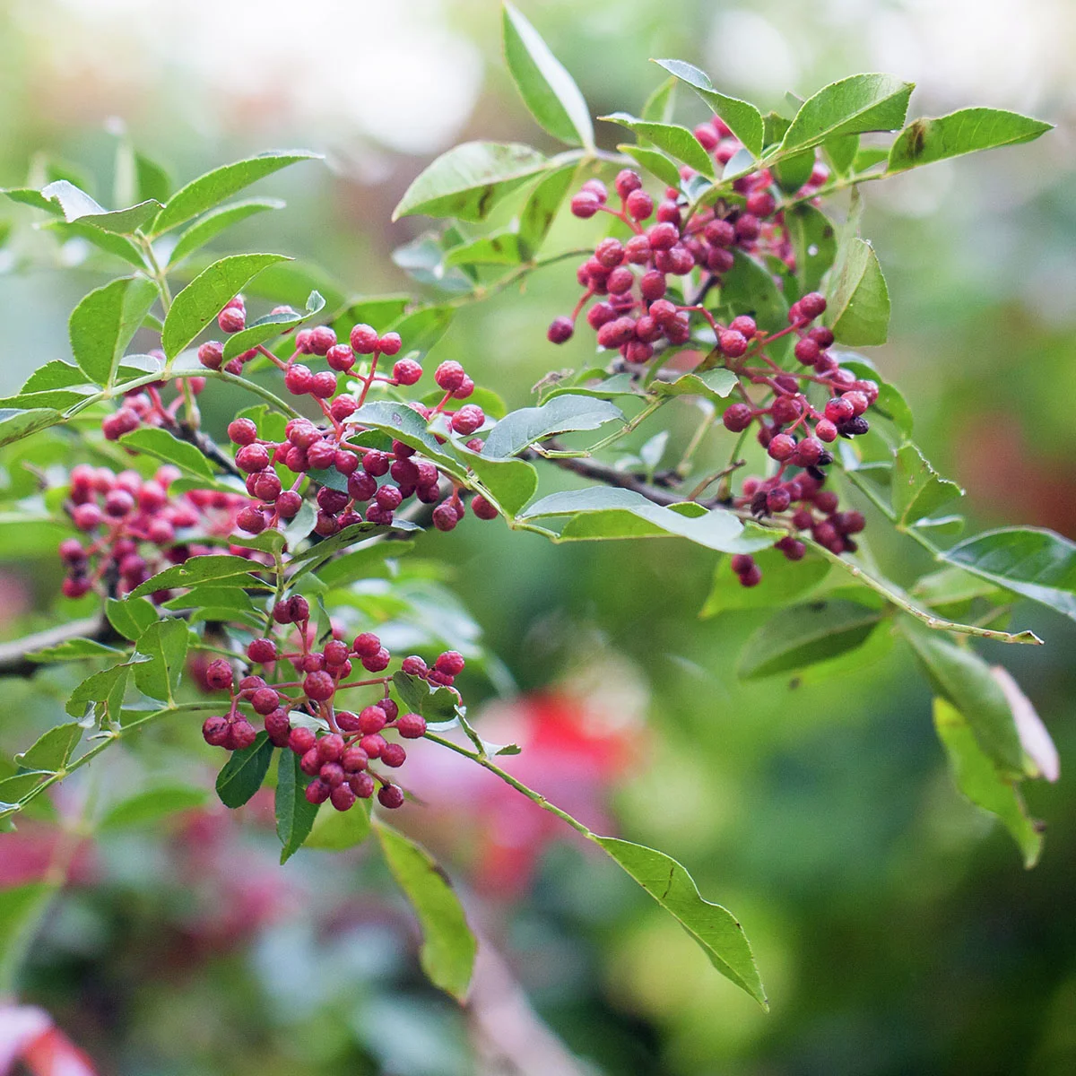 Täuschende Stachelesche