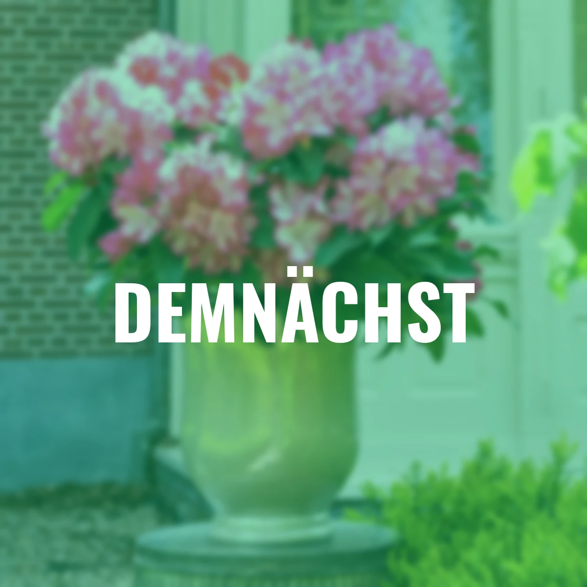 Rhododendron, rosa-weiß