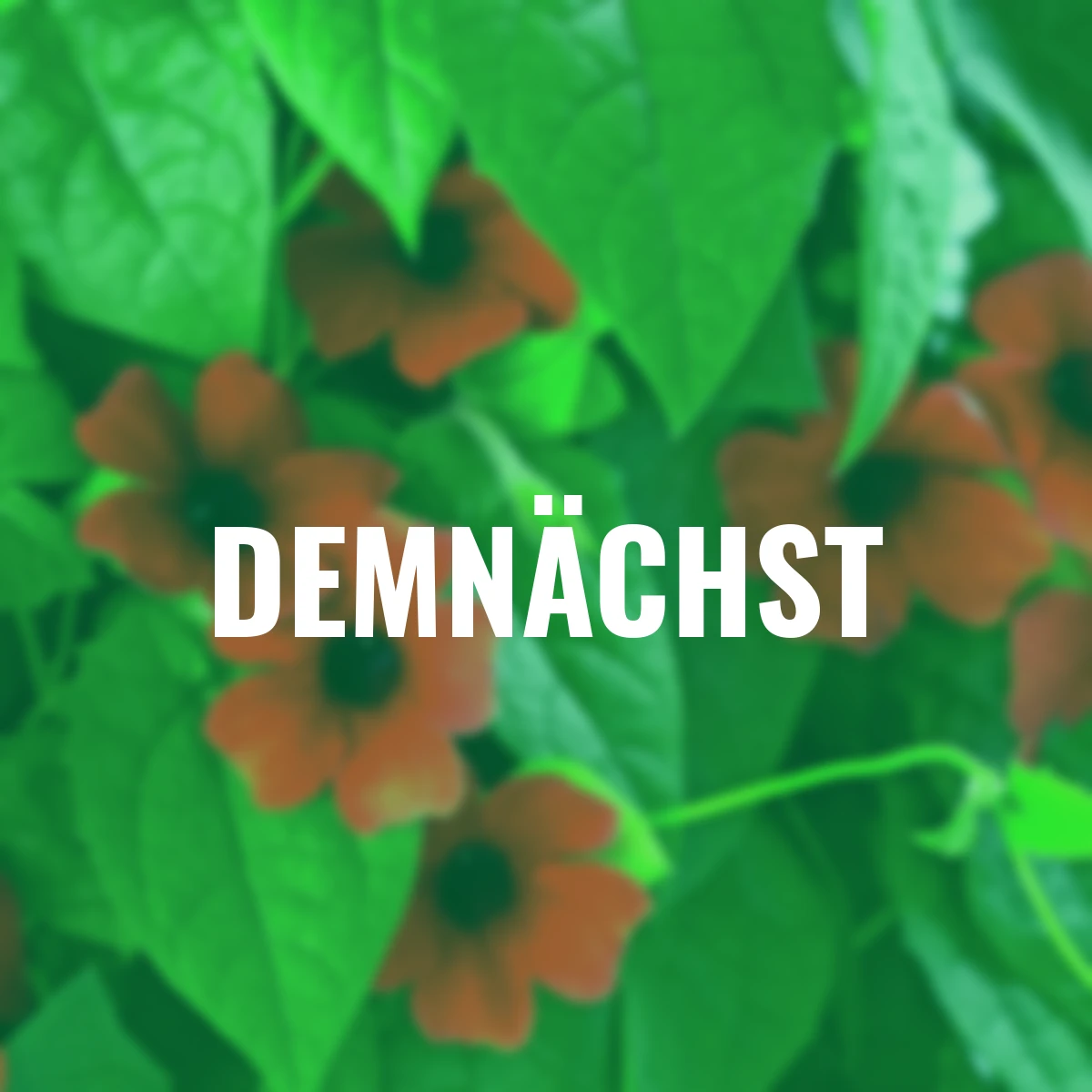 Schwarzäugige Susanne, rot