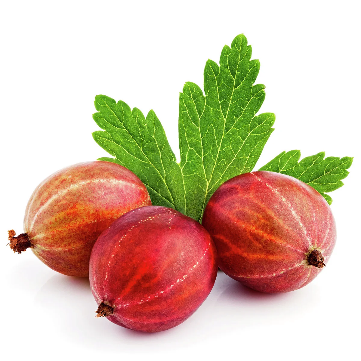 BIO Stachelbeere Hinnonmäki, rot