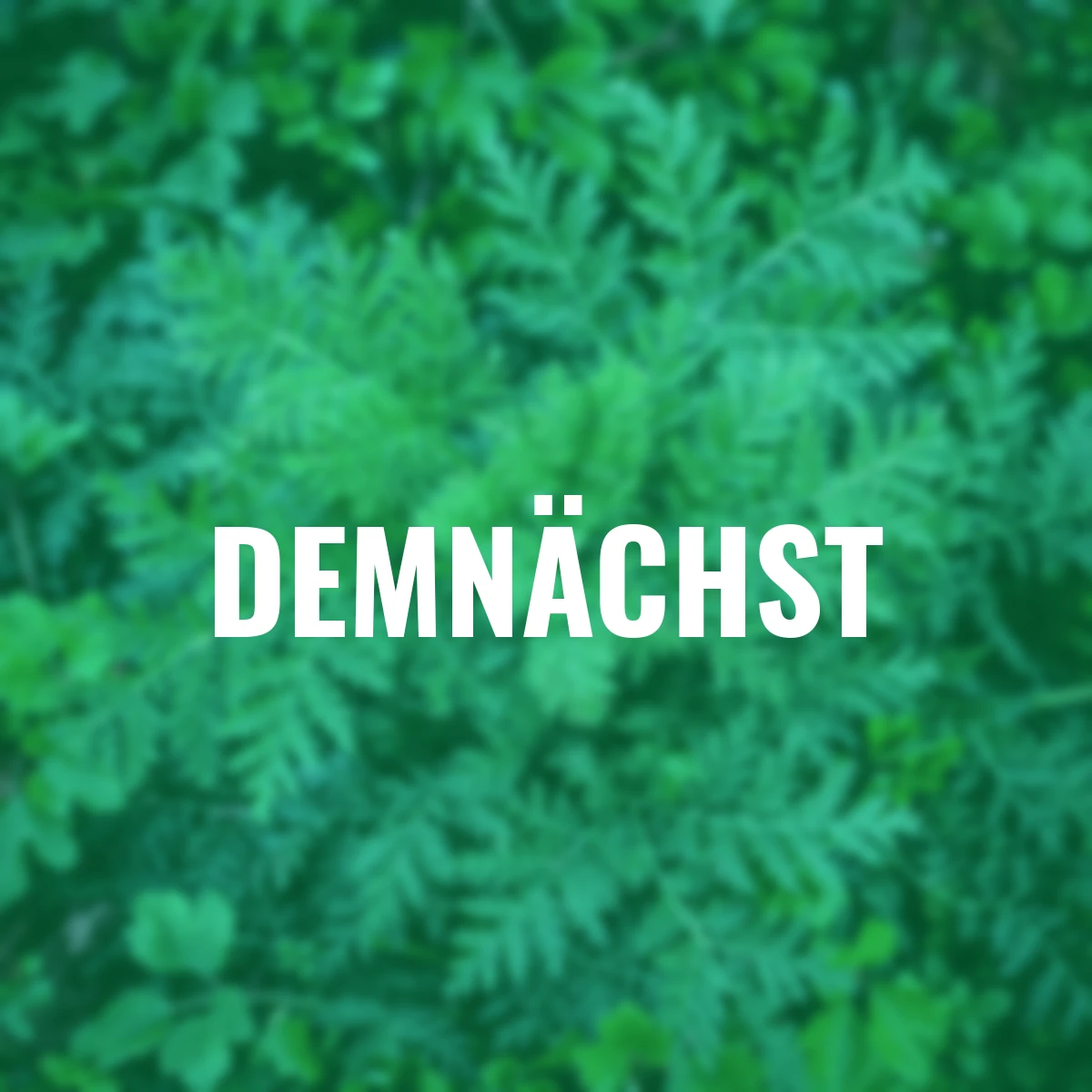 Chinesischer Beifußsamen Qing Hao