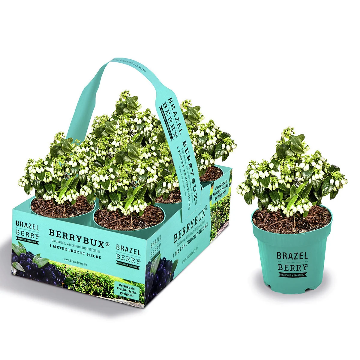 Heidelbeere BrazelBerry® Berry Bux® - Laufender Meter, 6 Pflanzen, im ca. 11 cm-Topf