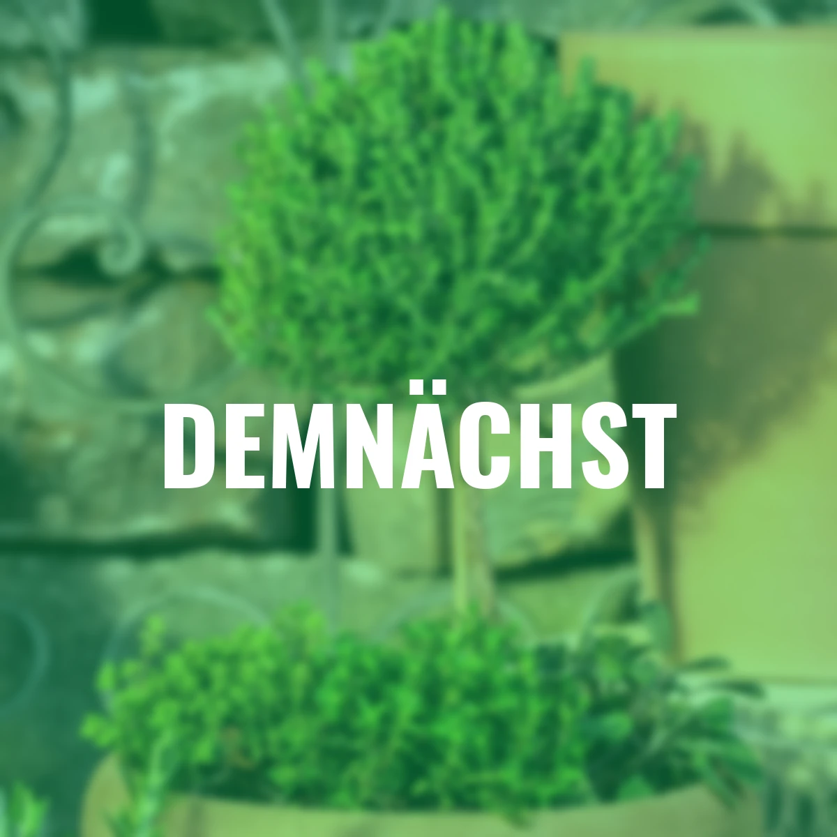 Eataliano Thymian-Stämmchen